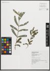 Foto von Salix purpurea L.
